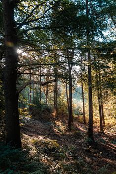 the sun shines through the trees in the woods