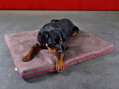 Memory foam dog mat for huge dogs. Pvc Dog Bed, Leather Dog Bed, Wholesome Dog, Pet Transport, Round Dog Bed, Dog Breeds Medium, Pet Stroller