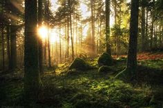 the sun is shining through the trees in the forest with moss growing on the ground