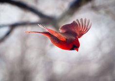 a red bird is flying in the air