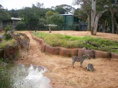 zebras and giraffes in an enclosure at the zoo