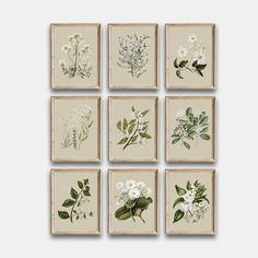 six framed pictures with white flowers and green leaves on beige paper, each displaying different types of wildflowers