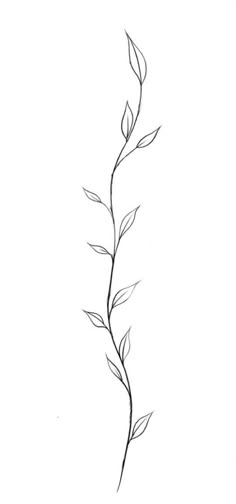 Simple Leaf Vine Tattoo, Tattoo Leaves Vine, Vine Sketch Simple, Arm Branch Tattoo, Straight Vine Tattoos, Vines Art Drawing, Leaves Vines Drawing, Leaf Spine Tattoos For Women, Vine Tattoo Stencil Simple