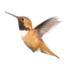 a hummingbird flying through the air with its wings spread