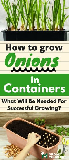 how to grow onions in containers and what will be needed for successful growing? info