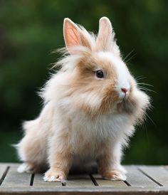 a small rabbit sitting on top of a wooden table