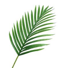 a palm leaf on a white background