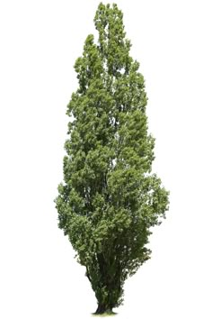 a large green tree on a white background