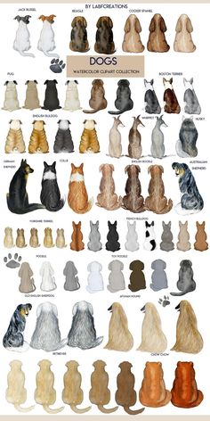 an image of dogs in different colors and sizes