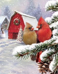 two red birds sitting on top of a pine tree next to a snow covered barn