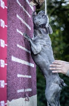 a dog that is standing on its hind legs and reaching up to the side of a wall