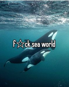 two orca whales swimming under water with the words f k sea world