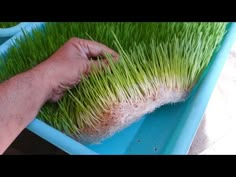 someone is cleaning grass in a blue container