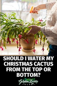 a woman is watering flowers in a pot with the caption should i water my christmas cactus from the top or bottom?