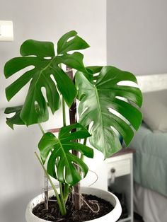 a plant in a white pot on top of a wooden table next to a bed