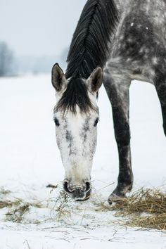 a black and white horse eating hay in the snow