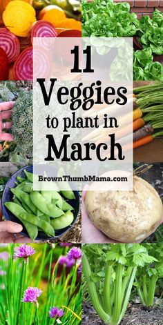 vegetables are shown with the words 11 veggies to plant in march