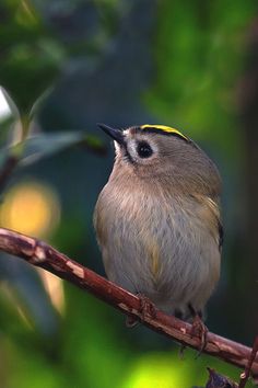 a small bird sitting on top of a tree branch