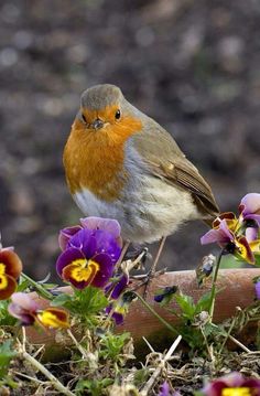 a small bird sitting on top of a piece of wood next to purple and yellow flowers