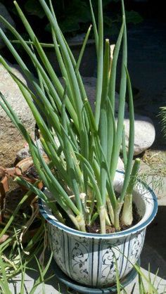 a potted plant with long thin green leaves in the ground next to some rocks