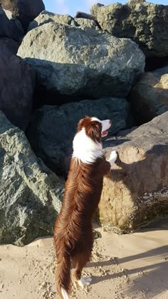 a brown and white dog standing on it's hind legs looking up at the sky