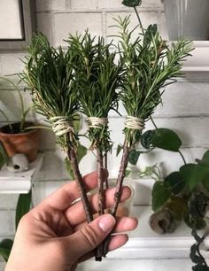 someone is holding two plants in their hands