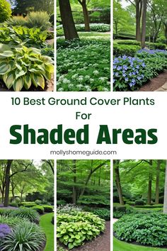 the top 10 best ground cover plants for shaded areas