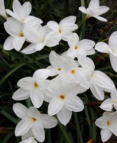 some white flowers that are in the grass