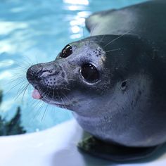 a baby seal is sticking its tongue out