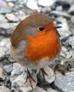 a small brown and orange bird standing on top of some rocks with it's beak open