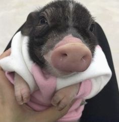 a small pig wrapped in a towel being held by someone