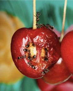 two pieces of fruit that are on a stick