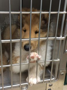 a small dog is sitting in a cage