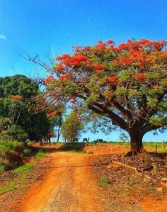 a dirt road with a large tree in the middle