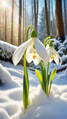 two white flowers are in the snow near some trees and pine needles, with sunlight shining on them