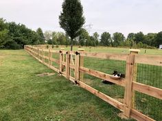 a dog laying in the grass behind a fenced in area that has sheep on it