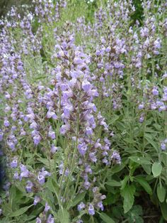 purple flowers are blooming in the garden