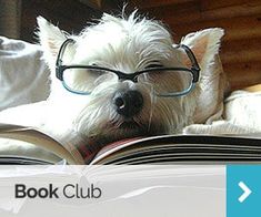 a small white dog wearing glasses reading a book with the caption books club on it