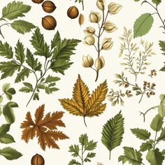 various leaves and nuts on a white background