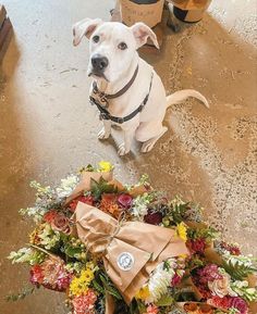 a white dog sitting next to a bunch of flowers