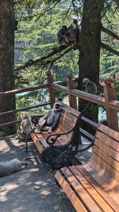 there are two animals that are sitting on the bench outside in the park, and one is sleeping