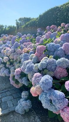 many different colored flowers growing on the side of a road