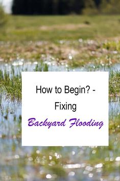 a bird standing in the middle of a swampy field with text overlay how to begin fixing backyard flooding