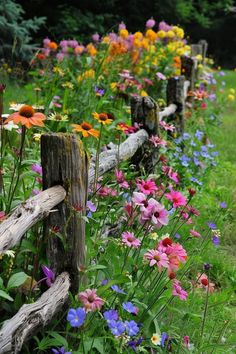 colorful flowers line the side of a wooden fence in a grassy area with trees and bushes