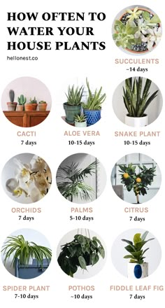 an image of house plants with the words how often to water your house plants