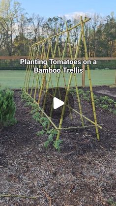 a bamboo trellis with the words planting tomatoes on a bamboo trellis