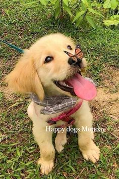 a dog with a butterfly on its nose sitting in the grass next to a tree