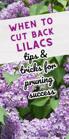 purple lilacs with the words when to cut back lilas tips and ends from pruning success