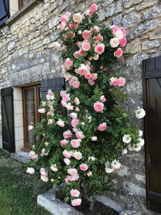 pink and white flowers growing on the side of a building