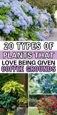 the top 20 types of plants that love being given coffee grounds in front of them